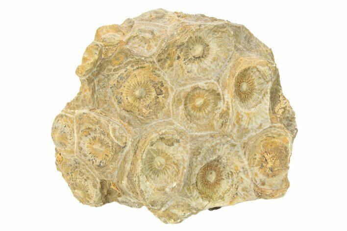 Rough Fossil Coral (Actinocyathus) From Morocco - 2" to 3" - Photo 1